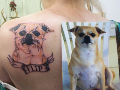 [Flip the Chihuahua]